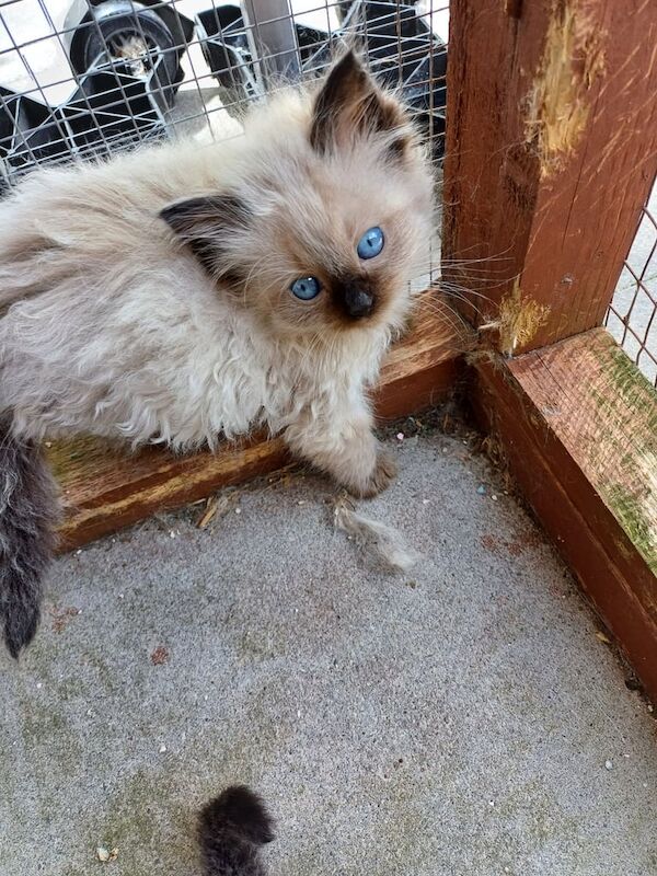 Gorgeous Colourpoint Mitted Ragdoll Kittens for sale in Redruth, Cornwall | Image 2