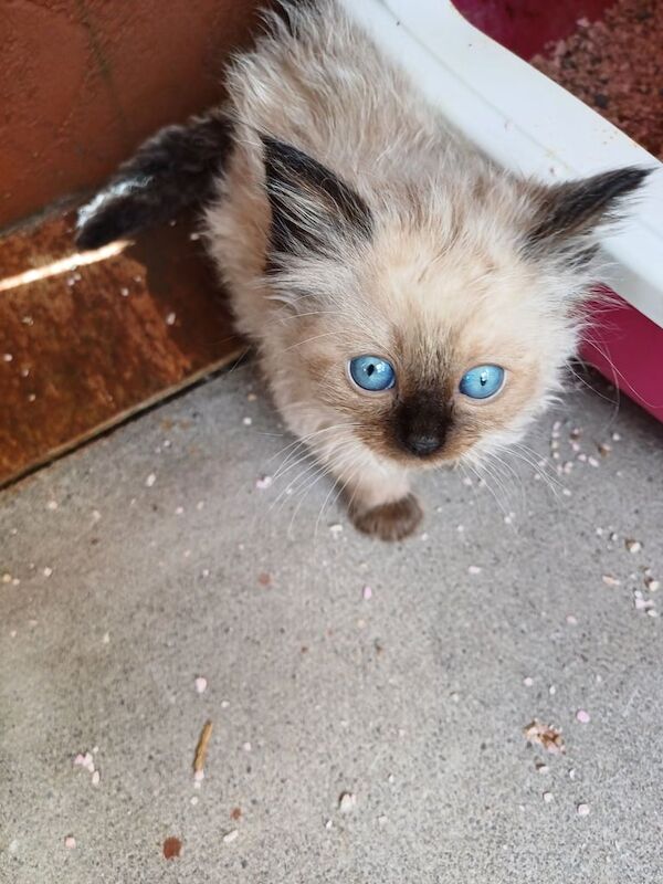 Gorgeous Colourpoint Mitted Ragdoll Kittens for sale in Redruth, Cornwall | Image 3