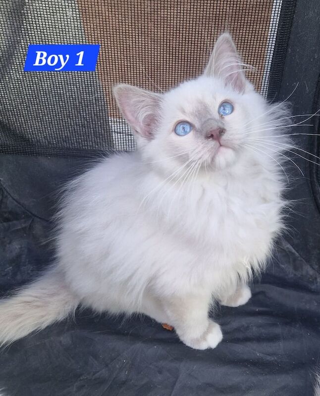 GORGEOUS GCCF Ragdoll Kittens for Sale READY NOW for sale in Linton, Cambridgeshire