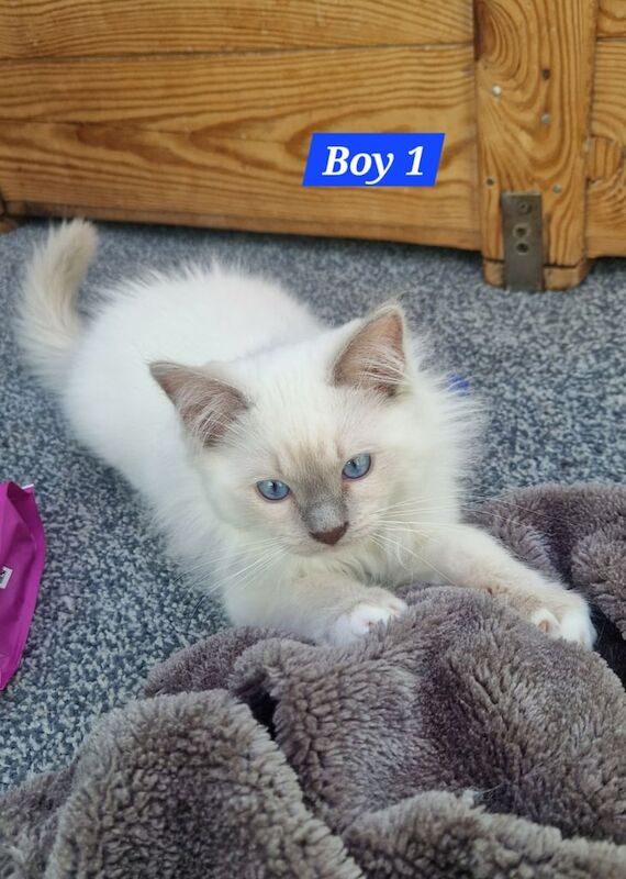 Ragdoll kittens for sale in Linton, Cambridgeshire – 9 months old - Image 2 of 3