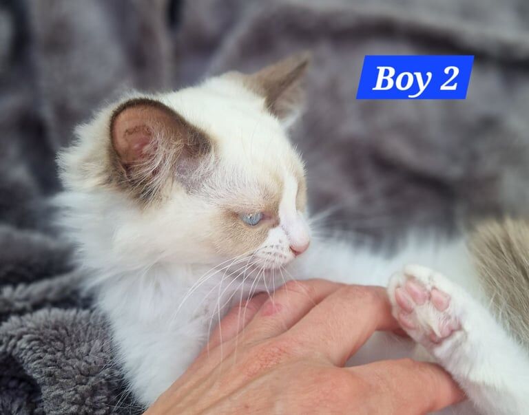 Ragdoll kittens for sale in Linton, Cambridgeshire – 9 months old - Image 3 of 3