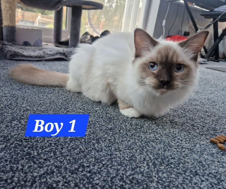 Ragdoll kittens for sale in Linton, Cambridgeshire – 3 months old