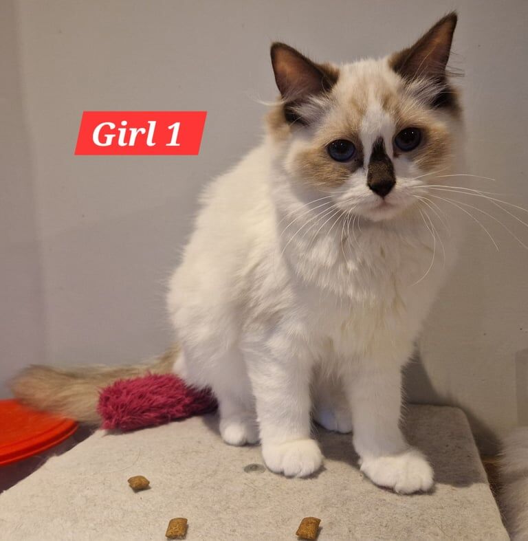 Ragdoll kittens for sale in Linton, Cambridgeshire – 3 months old - Image 2 of 3