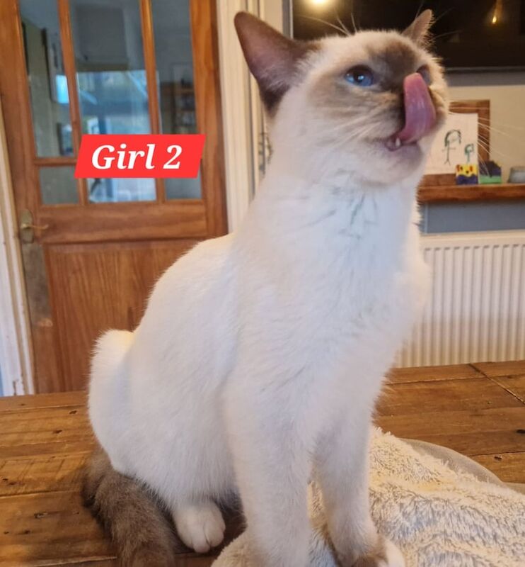 Ragdoll kittens for sale in Linton, Cambridgeshire – 3 months old - Image 3 of 3