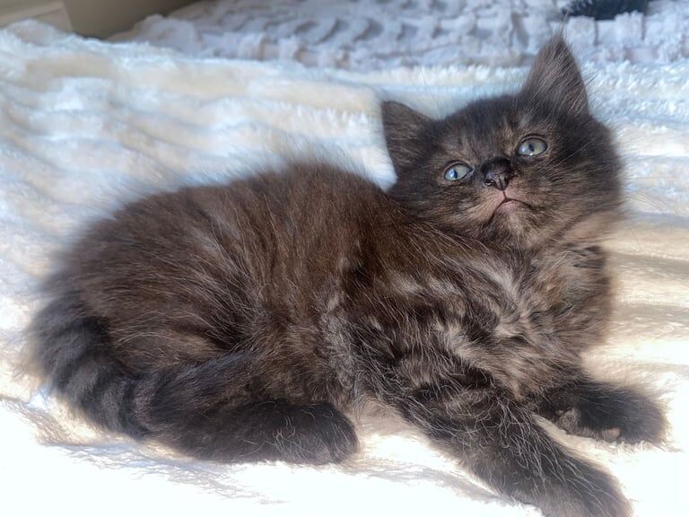 Ragdoll kittens for sale in Dartford, Kent – 8 weeks old