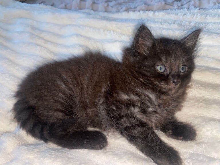 Ragdoll kittens for sale in Dartford, Kent – 8 weeks old - Image 2 of 3