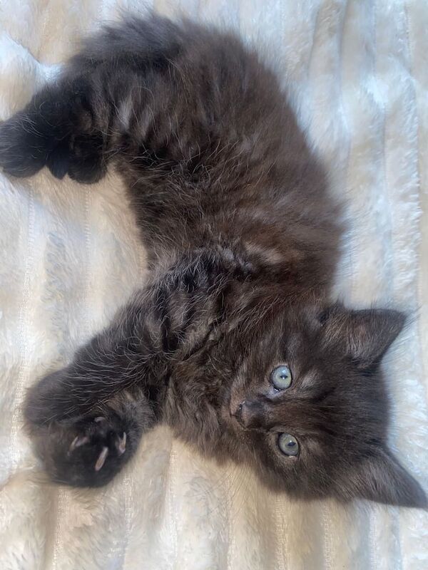 Ragdoll kittens for sale in Dartford, Kent – 8 weeks old - Image 3 of 3