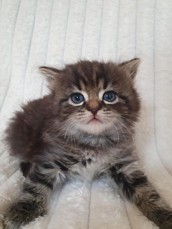 Ragdoll Kittens For Sale Under £300