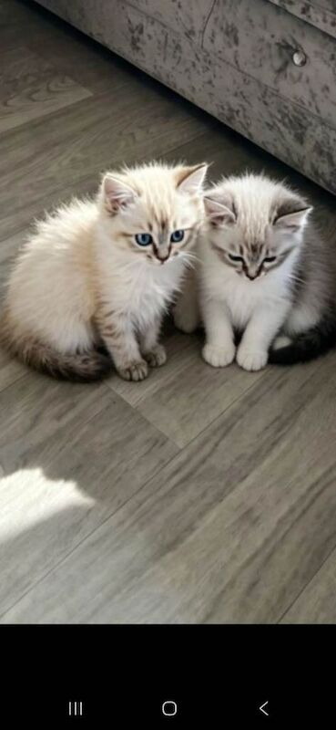 Gorgeous litter of adorable kittens 2 girls 1 boy parents pedigree
