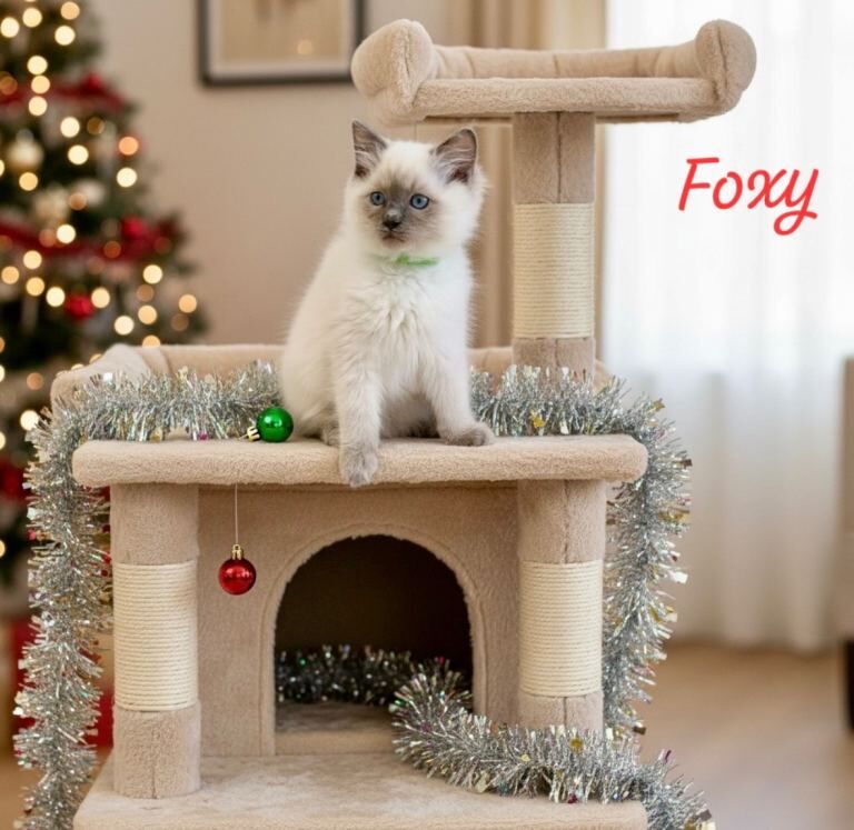 Ragdoll kittens for sale in Purley, Greater London – 11 weeks old - Image 2 of 5