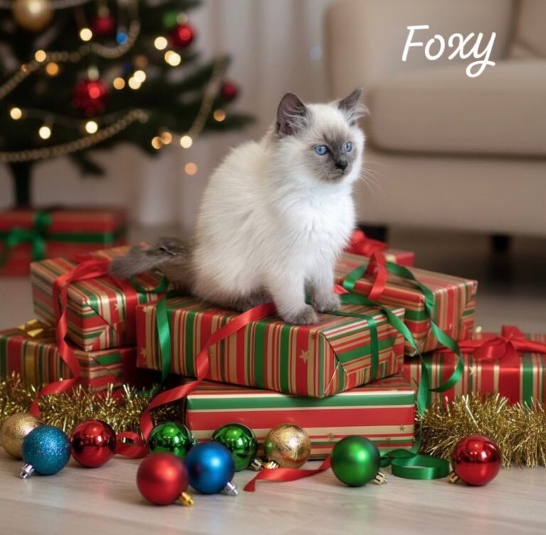 Ragdoll kittens for sale in Purley, Greater London – 11 weeks old - Image 3 of 5