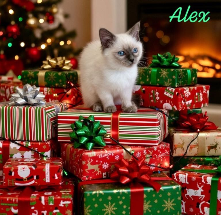 Ragdoll kittens for sale in Purley, Greater London – 11 weeks old - Image 4 of 5