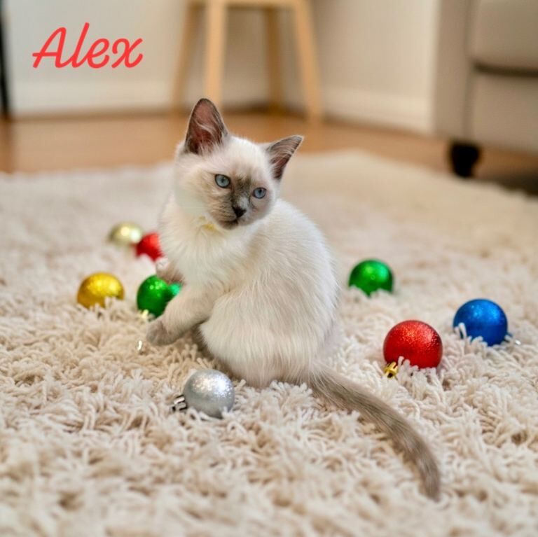 Ragdoll kittens for sale in Purley, Greater London – 11 weeks old - Image 5 of 5