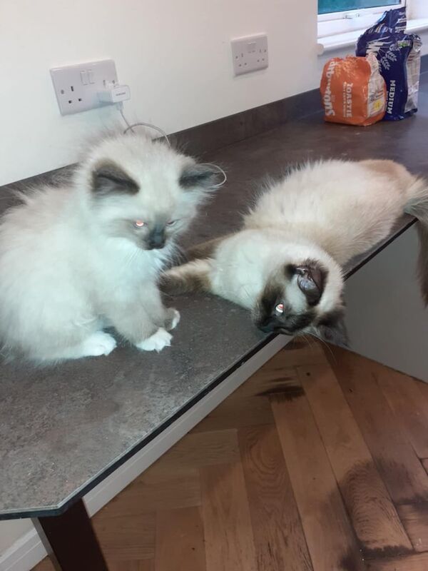 Gorgeous pedigree rag doll kittens for sale in Dumbarton, Dunbartonshire