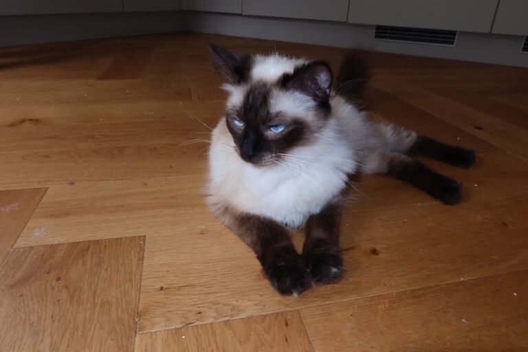 Gorgeous pedigree rag doll kittens for sale in Dumbarton, Dunbartonshire | Image 2
