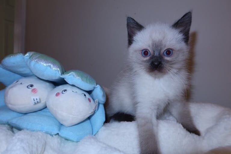 Gorgeous pedigree rag doll kittens for sale in Dumbarton, Dunbartonshire | Image 3