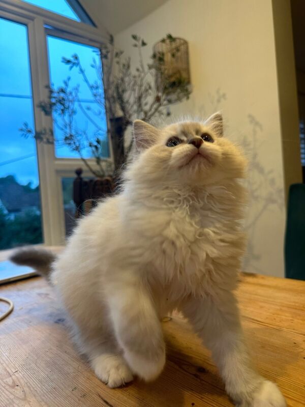 Ragdoll kittens for sale in East Sussex – 10 weeks old