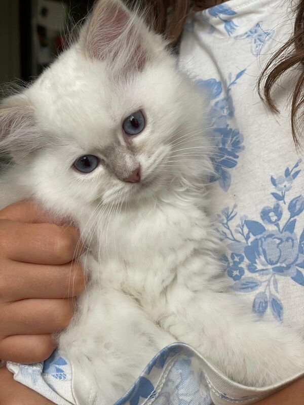 Ragdoll kittens for sale in East Sussex – 10 weeks old - Image 2 of 3