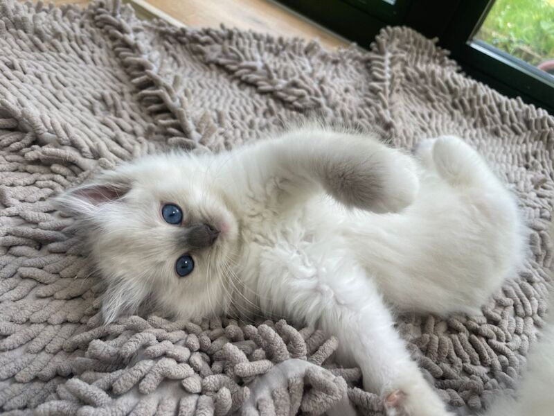 Ragdoll kittens for sale in East Sussex – 10 weeks old - Image 3 of 3