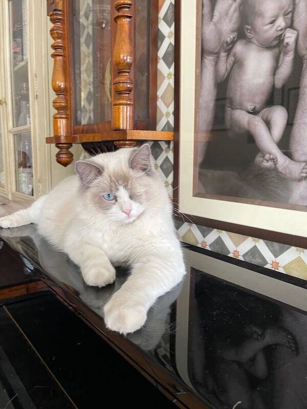 Gorgeous Personality Ragdoll Boy for sale in Norbury, Greater London