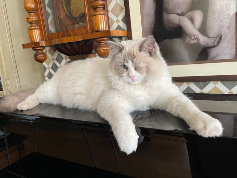 Gorgeous Personality Ragdoll Boy for sale in Norbury, Greater London | Image 2