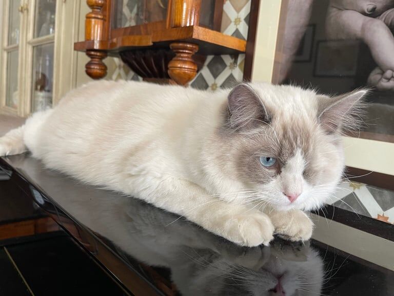 Gorgeous Personality Ragdoll Boy for sale in Norbury, Greater London | Image 3