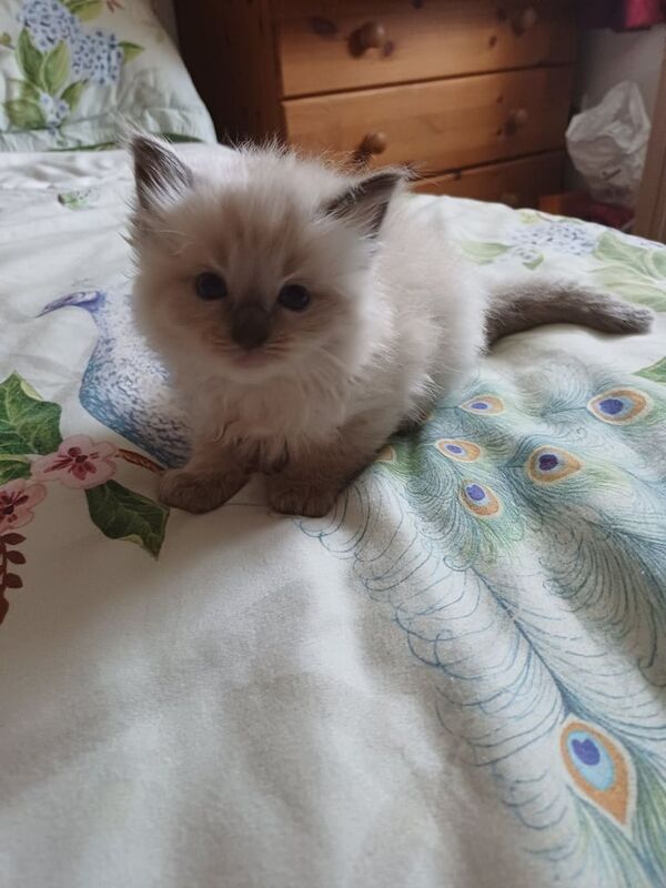 Ragdoll kittens for sale in Redruth, Cornwall – 5 weeks old