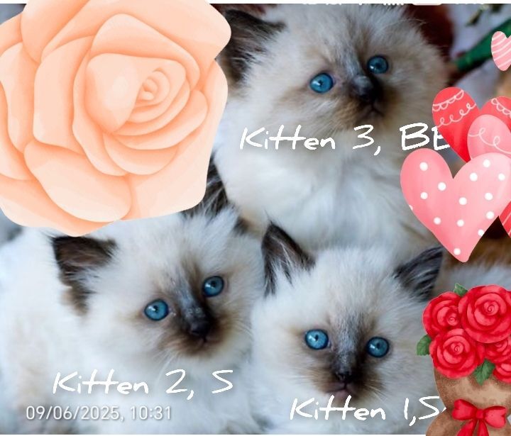 Gorgeous pure Ragdoll kittens reduced price for sale in Seven Sisters, Greater London