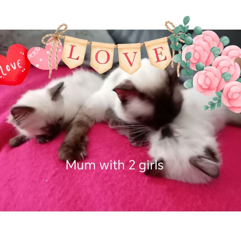Gorgeous pure Ragdoll kittens reduced price for sale in Seven Sisters, Greater London | Image 2