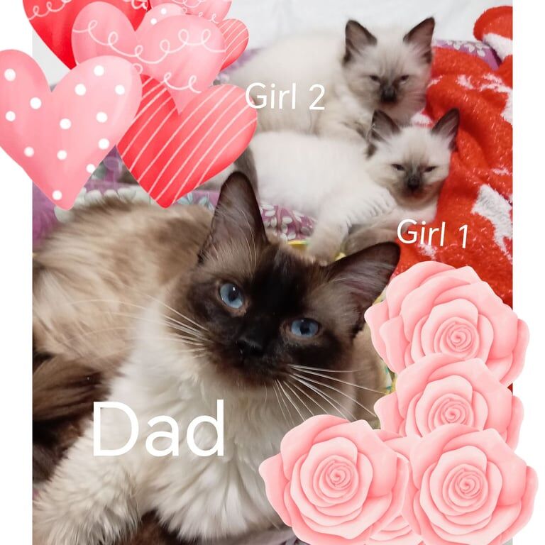 Gorgeous pure Ragdoll kittens reduced price for sale in Seven Sisters, Greater London | Image 3
