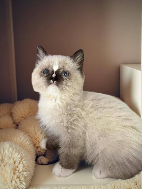 Gorgeous purebred ragdoll kittens for sale in Ashford, Kent
