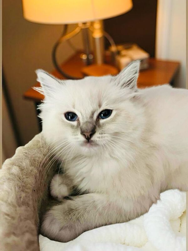 Gorgeous purebred ragdoll kittens for sale in Ashford, Kent | Image 2
