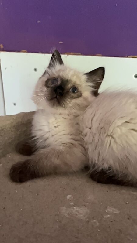 Gorgeous purebred ragdoll kittens for sale in Ashford, Kent | Image 4