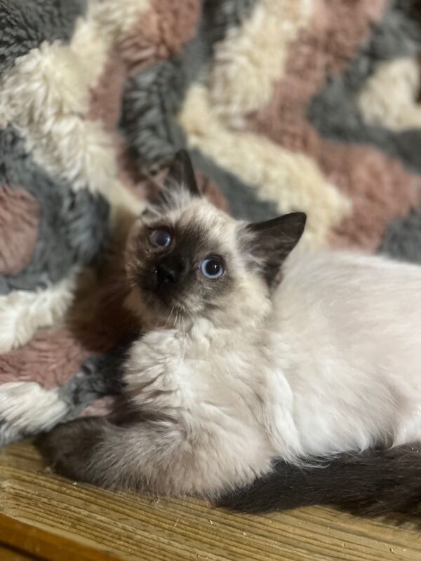 Gorgeous purebred ragdoll kittens for sale in Ashford, Kent