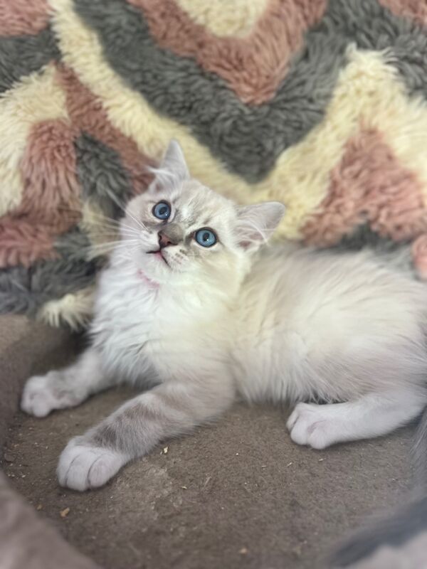 Gorgeous purebred ragdoll kittens for sale in Ashford, Kent | Image 2
