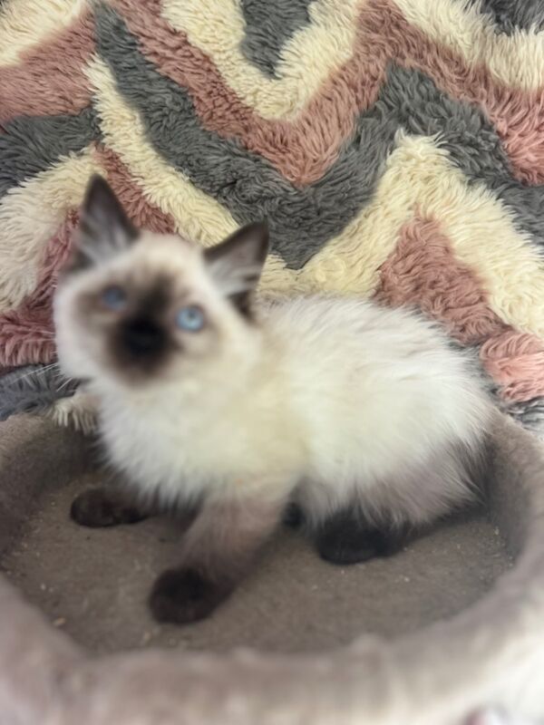 Gorgeous purebred ragdoll kittens for sale in Ashford, Kent | Image 3