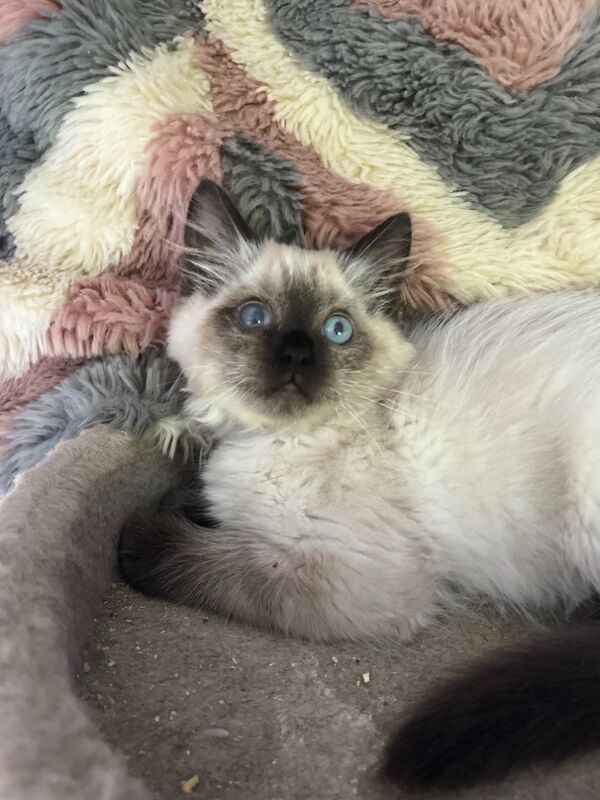Gorgeous purebred ragdoll kittens for sale in Ashford, Kent | Image 4