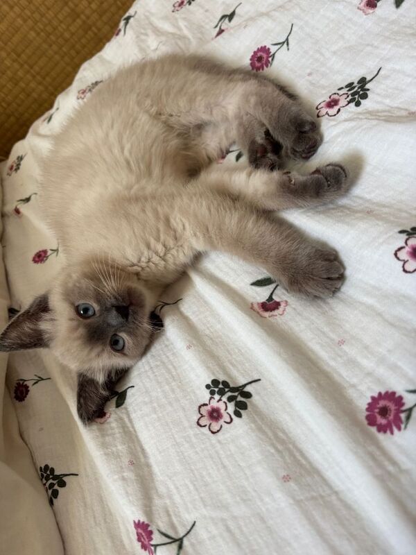 Ragdoll kittens for sale in Old Trafford, Greater Manchester – 10 weeks old