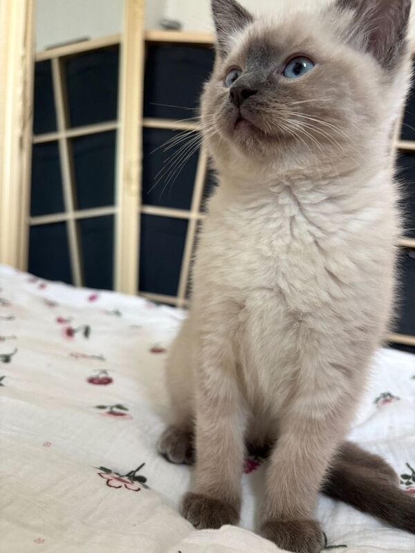 Ragdoll kittens for sale in Old Trafford, Greater Manchester – 11 weeks old - Image 2 of 3