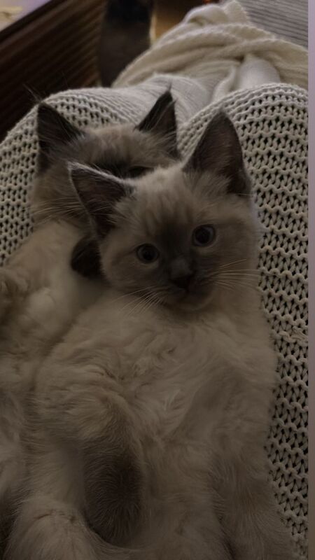 Ragdoll kittens for sale in Old Trafford, Greater Manchester – 11 weeks old - Image 3 of 3