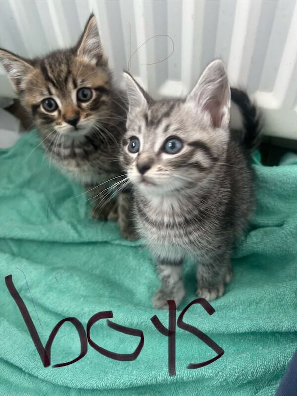 Ragdoll kittens for sale in Gateshead, Tyne and Wear – 8 weeks old
