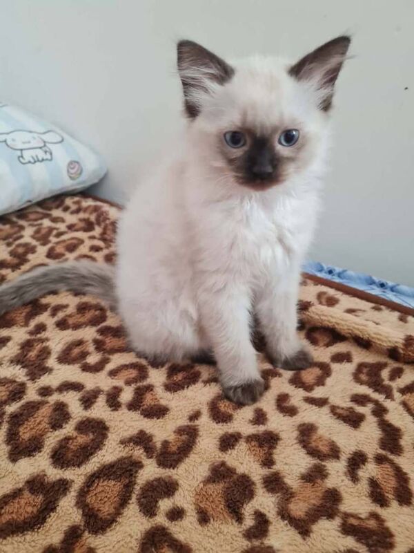 Ragdoll Kittens For Sale