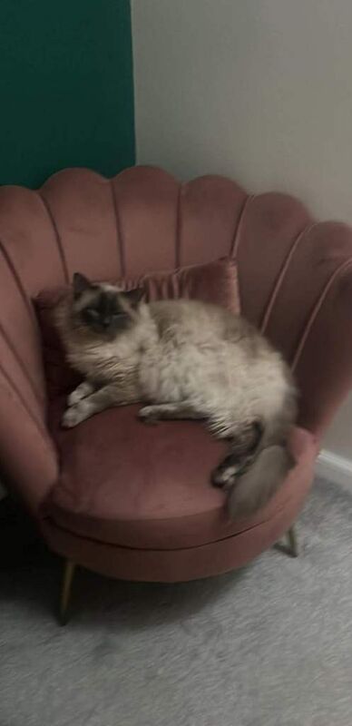 Gorgeous Ragdoll female kitten last one - Image 2 of 4