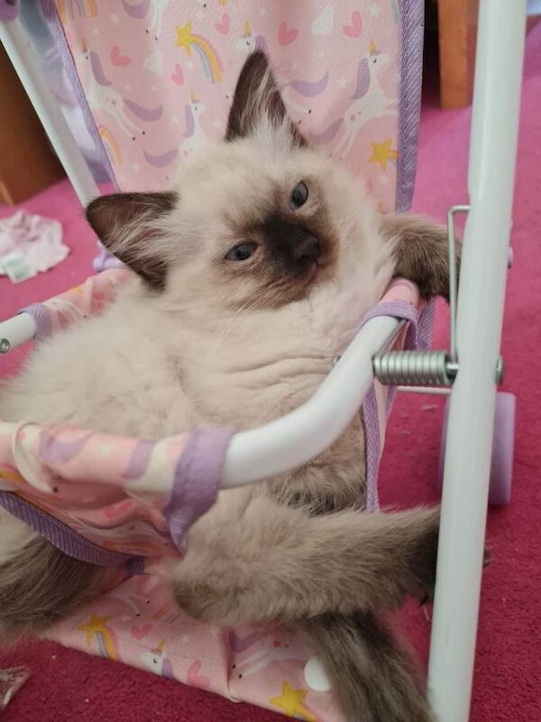 Gorgeous Ragdoll female kitten last one - Image 3 of 4