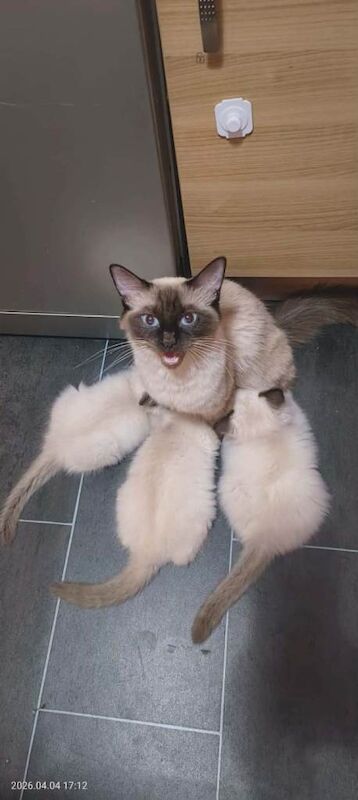 Gorgeous Ragdoll female kitten last one - Image 4 of 4