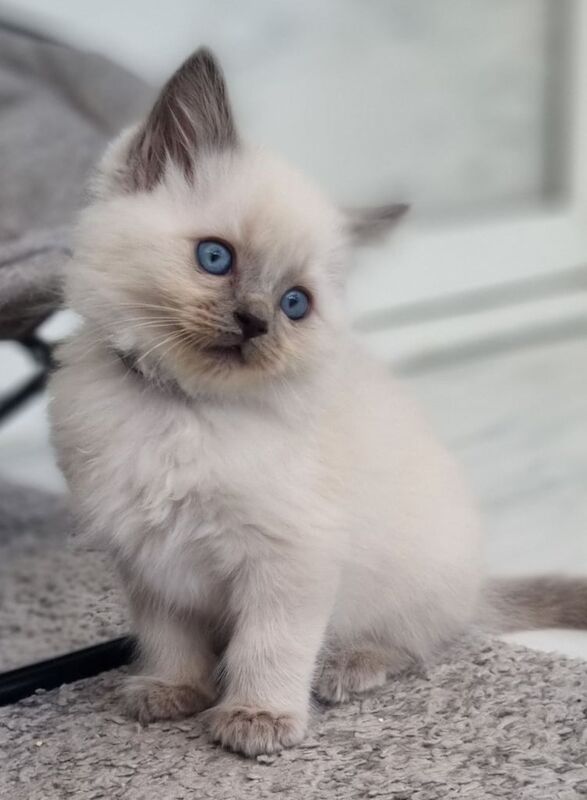Gorgeous Ragdoll Kitten Male Looking for a Forever home for sale in Liverpool, Merseyside