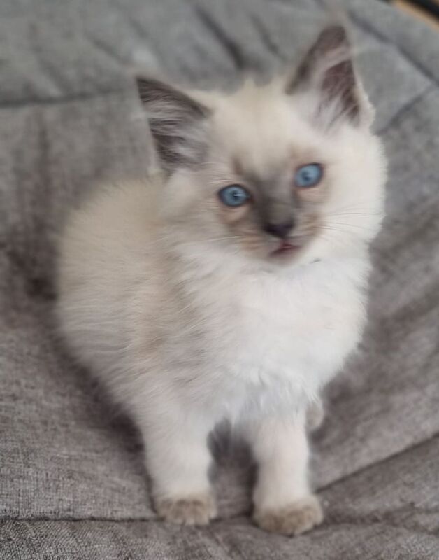 Gorgeous Ragdoll Kitten Male Looking for a Forever home for sale in Liverpool, Merseyside | Image 2