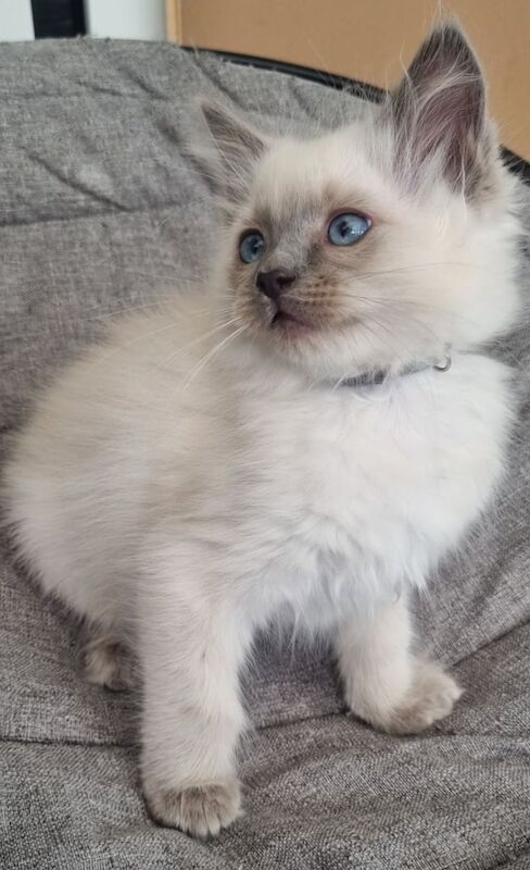 Gorgeous Ragdoll Kitten Male Looking for a Forever home for sale in Liverpool, Merseyside | Image 3