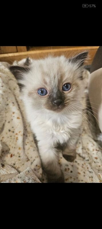 Gorgeous Ragdoll Kittens for sale in Blantyre, Lanarkshire