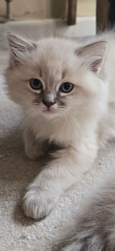 Gorgeous Ragdoll Kittens for sale in Stockport, Greater Manchester